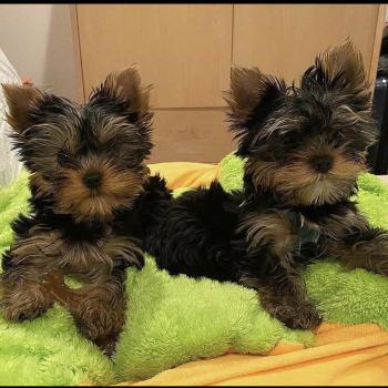 yorkies puppies for sale