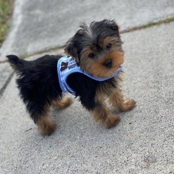 yorkie puppies for sale 