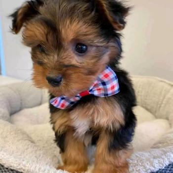 yorkie puppy for sale 