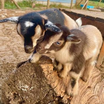 beautiful goat for sale 