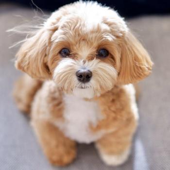 brown and white maltipoo