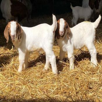 beautiful boer goat for sale 