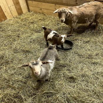 Myotonic (fainting) Goats