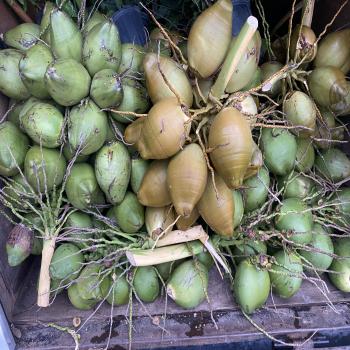 coconut fruits 
