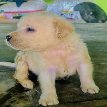 labra dog puppy for sale 