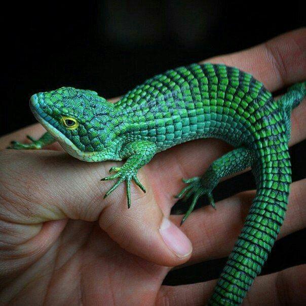 Beautiful colored reptiles