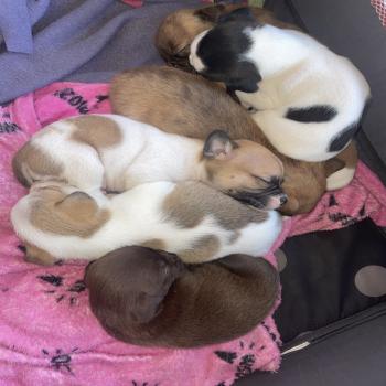 Puppies for sell 