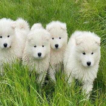 Samoyed puppies 