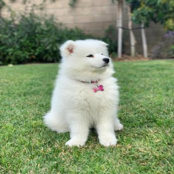 female Samoyed puppy 