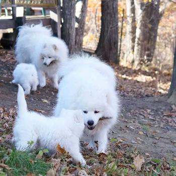Samoyed puppies 