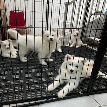 Samoyed puppies 