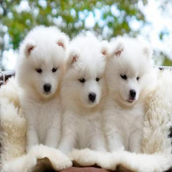 Samoyed puppies 