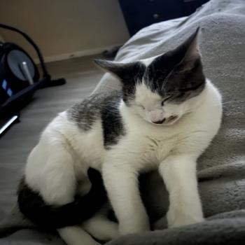 Rescue Cats