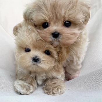 maltipoo puppies for re 