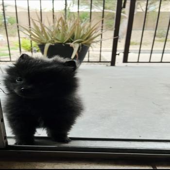 Adorable Black Pomeranian 