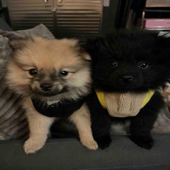 Cute Black Pomeranian Puppy 