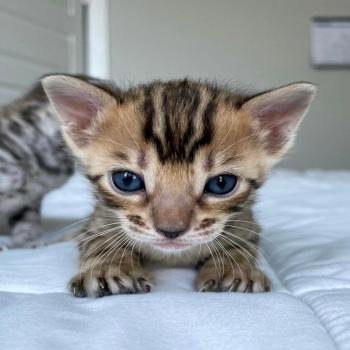 bengal kitten for adoption