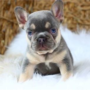 French Bulldog Puppy (Giveaway Price)
