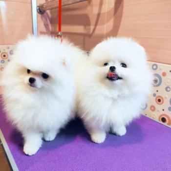Pomeranian Puppies $600