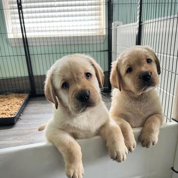 Labradors Puppies $800