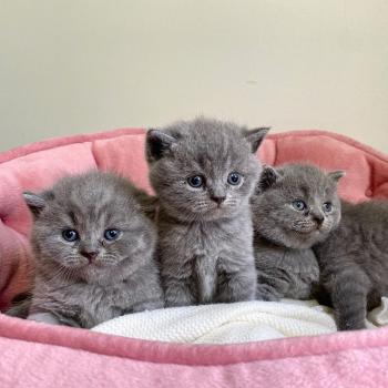 British Shorthair kittens $300
