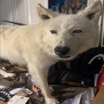 Alaskan male white wolf 