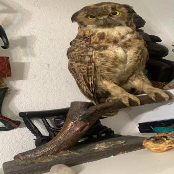 North American owl - vintage 