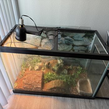 bearded dragon set up 