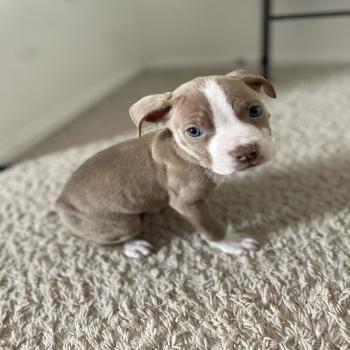 blue nose pit bulls 