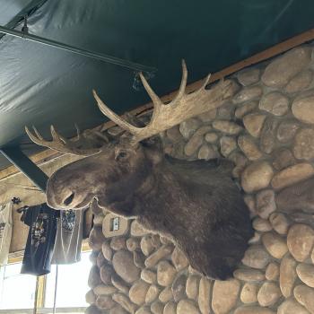 Taxidermy Moose Head