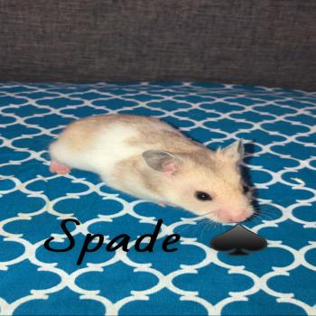 Syrian hamsters 