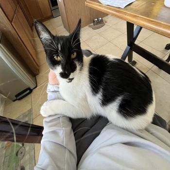 Female Spayed Tuxedo Cat
