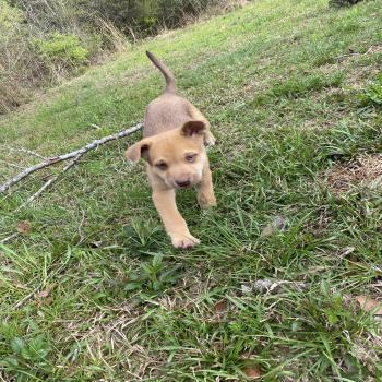 rehoming puppies 