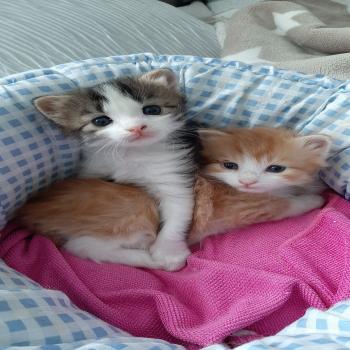CUTE KITTY. 