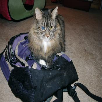 Mainecoon