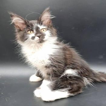 Mainecoon kitten near me