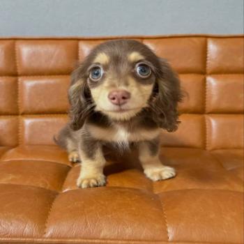 miniature dachshund 