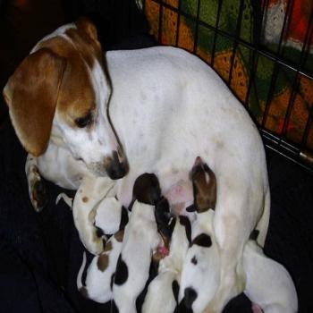 dachshund puppies 