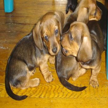 dachshund 