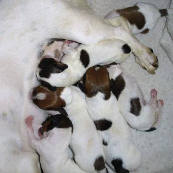 dachshund 