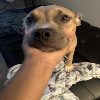 American bullie 2x max 