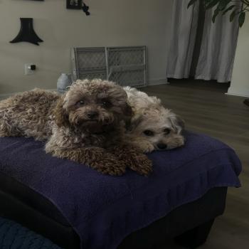 Brown Maltese Poodle 