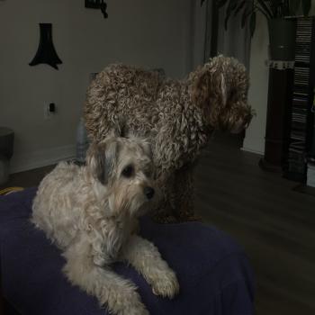 Maltese poodle 