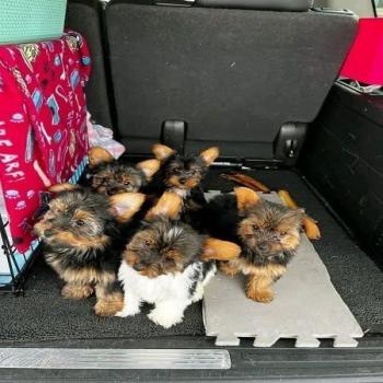 Yorkies puppies. 