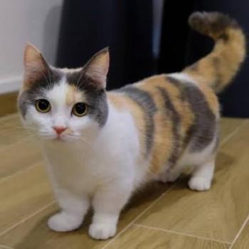 Munchkin kitten