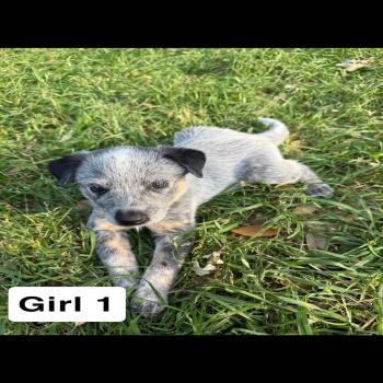 Adorable Heeler pups