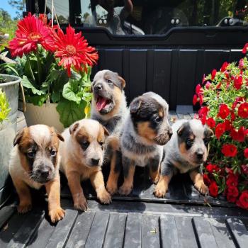 Heeler Pups