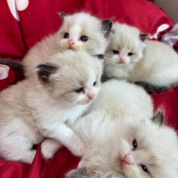 Cats