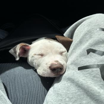 xl bully mixed with a pitbull