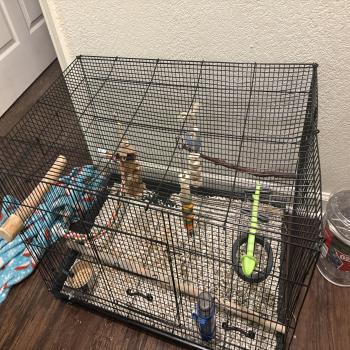 pet parakeet/supplies 